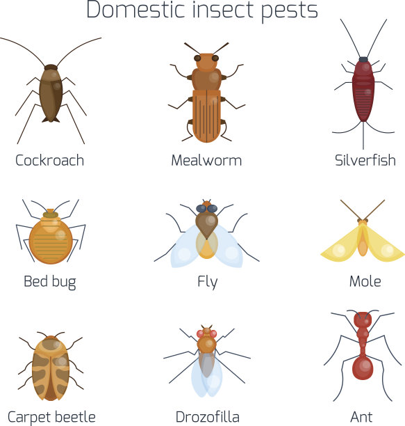 一组家庭害虫。图片下载