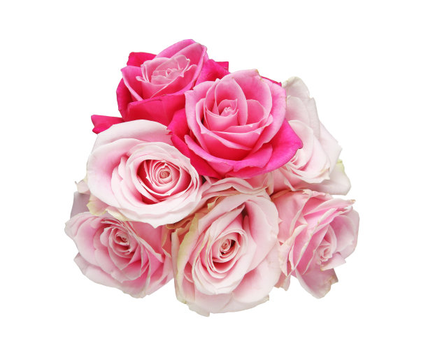 束玫瑰图片下载