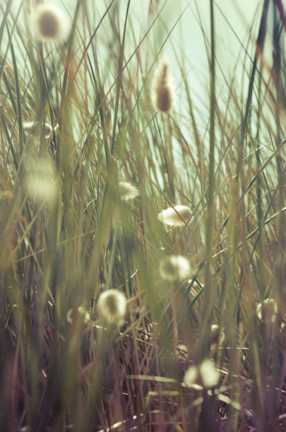 陈年的背景与Lagurus ovatus和草图片下载