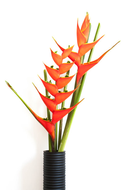 天堂鸟花图片下载