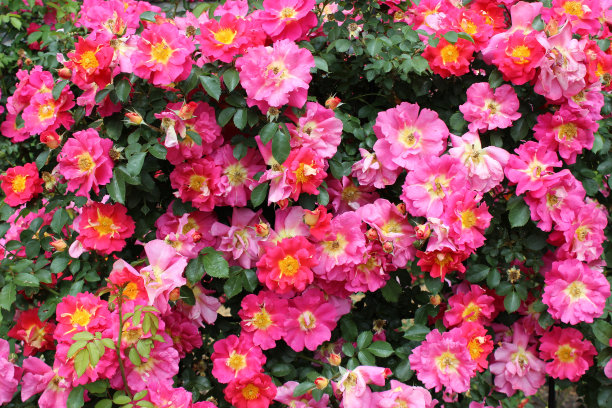 “Bejazzo”最好的攀岩者图片下载