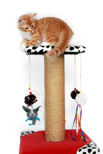 猫挂在抓柱上图片下载