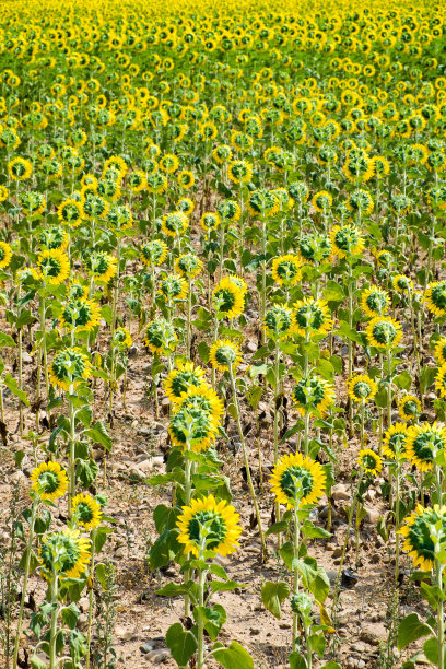 向日葵图片下载