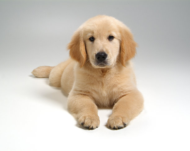 白色背景上的小狗狗图片下载