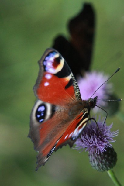 孔雀蝴蝶和影子蝴蝶在蓟花上图片下载