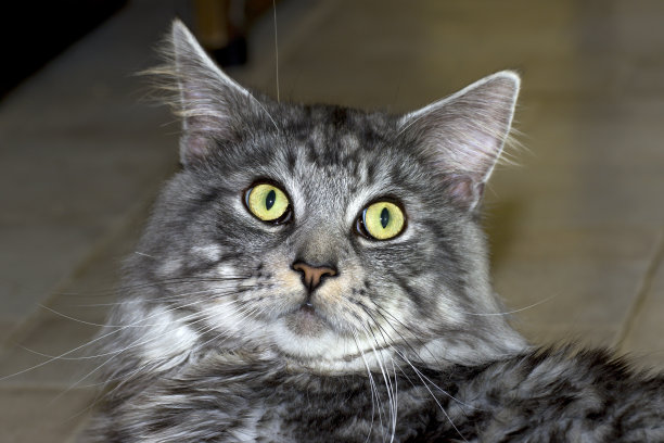 漂亮的小猫图片下载