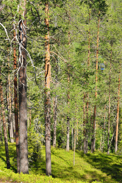 在拉普兰的森林图片下载