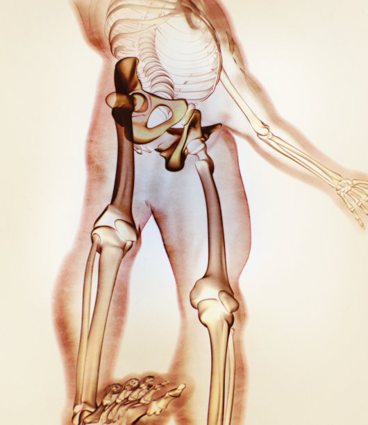 髂骨、髋骨、骨盆。人体解剖学，骨骼结构x光。图片下载