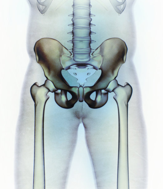 髂骨、髋骨、骨盆。人体解剖学，骨骼结构x光。图片下载