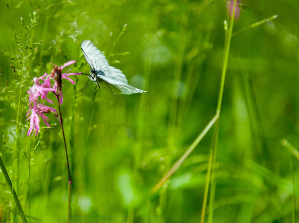 花上的蝴蝶图片下载