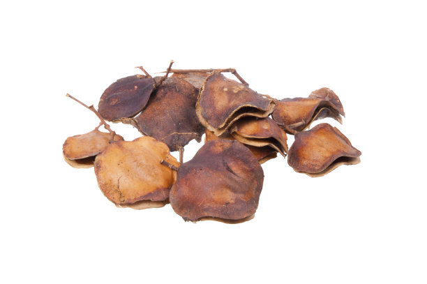 蓝花楹果或种子荚图片下载