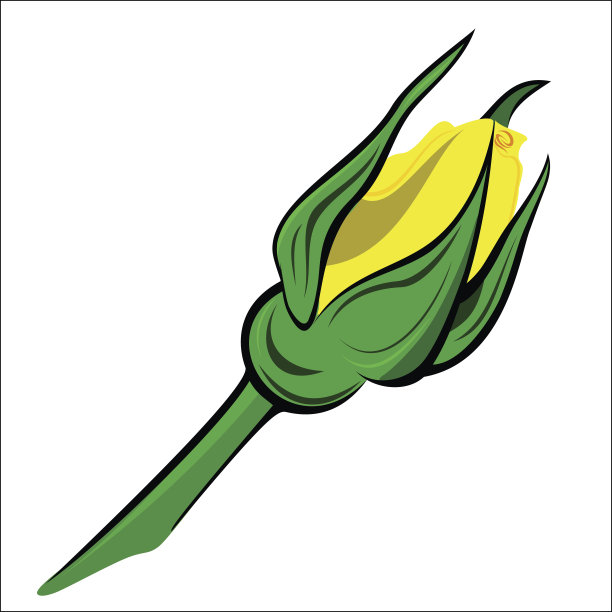 芽玫瑰图片下载