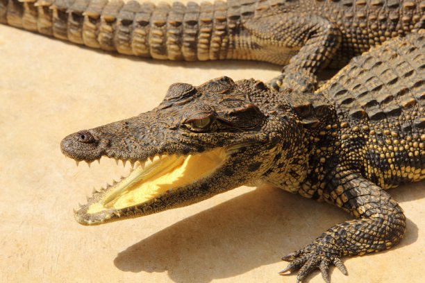 鳄鱼的头图片下载