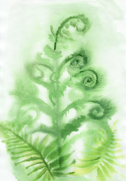 雾蕨类植物的背景图片下载