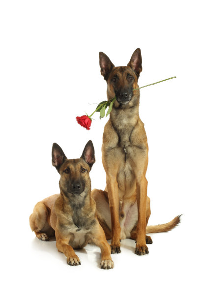 狗用鲜花来祝贺。图片下载