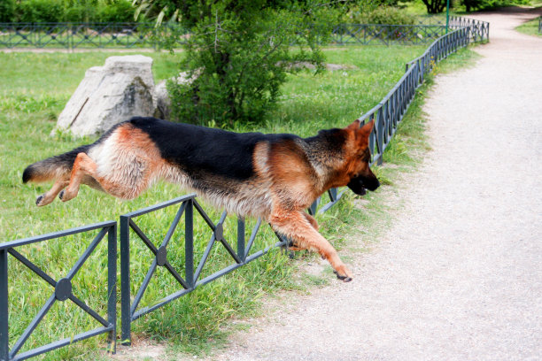 德国牧羊犬图片下载