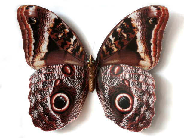 门农Caligo图片下载