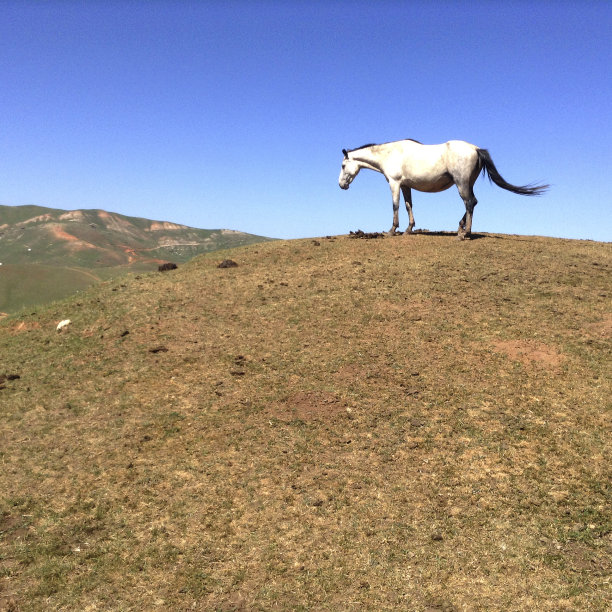 前景中的白马，吉尔吉斯斯坦。图片下载