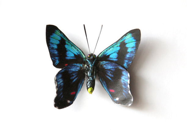 伊萨卢里斯·梅利博乌斯图片下载