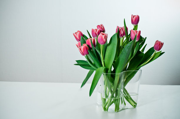 郁金香图片下载