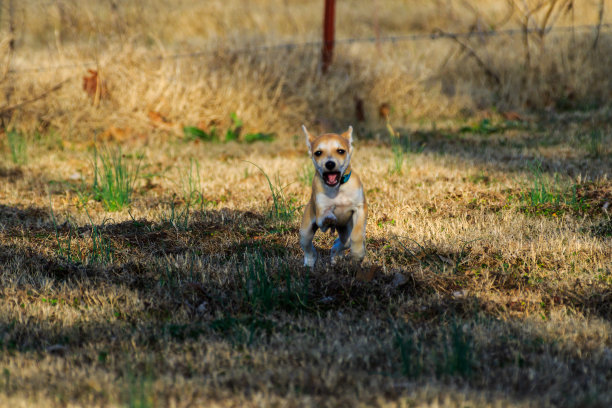 吉娃娃小狗在院子里玩耍。图片下载