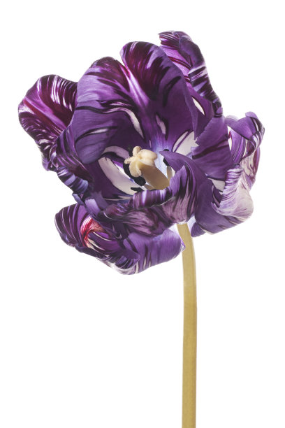 郁金香图片下载