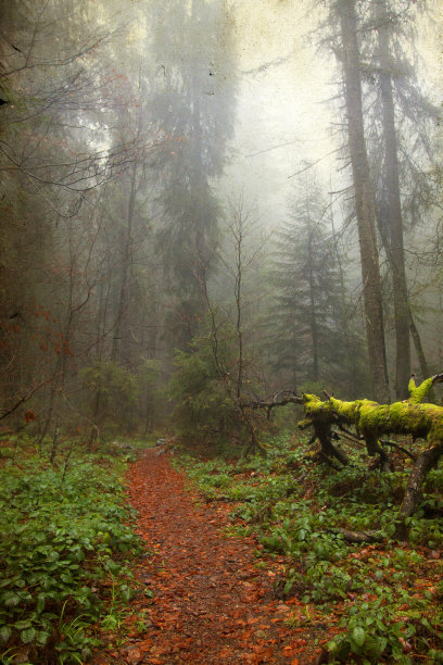 穿过秋天树林的小路的古老照片图片下载