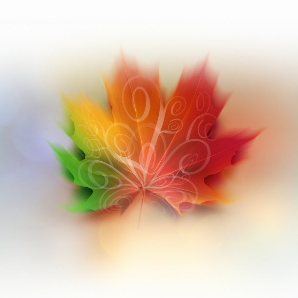 色彩斑斓的枫叶图片下载