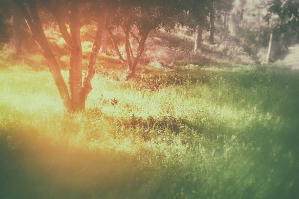 森林的抽象和梦幻的照片。图像是模糊的图片下载