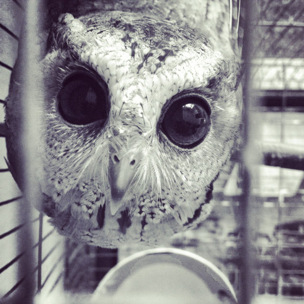 猫头鹰图片下载