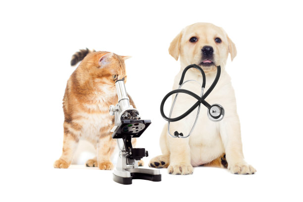 猫和小狗的样子图片下载