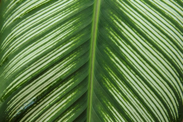 贝母叶图片下载