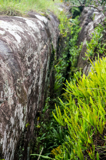 植物区系图片下载