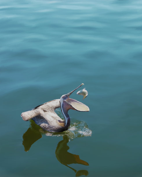 鹈鹕张开嘴抓鱼图片下载