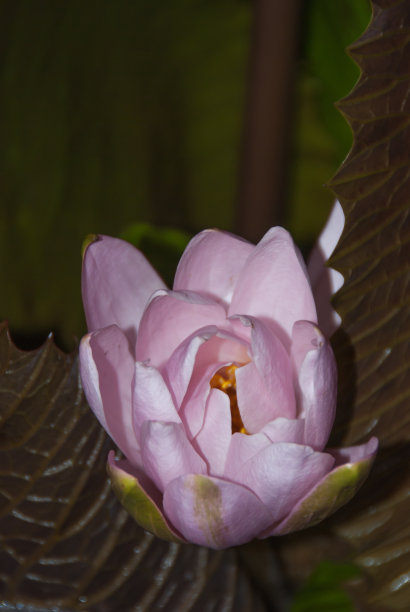 粉红色的莲花图片下载