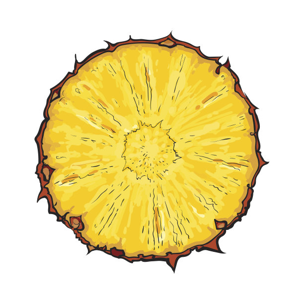 未剥皮的圆形菠萝片，俯视图，素描风格矢量插图图片下载