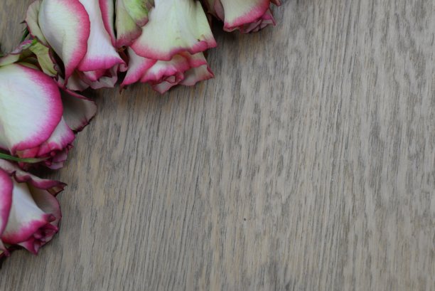 粉色和白色玫瑰的背景图片下载