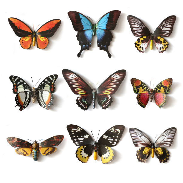 蝴蝶收藏图片下载