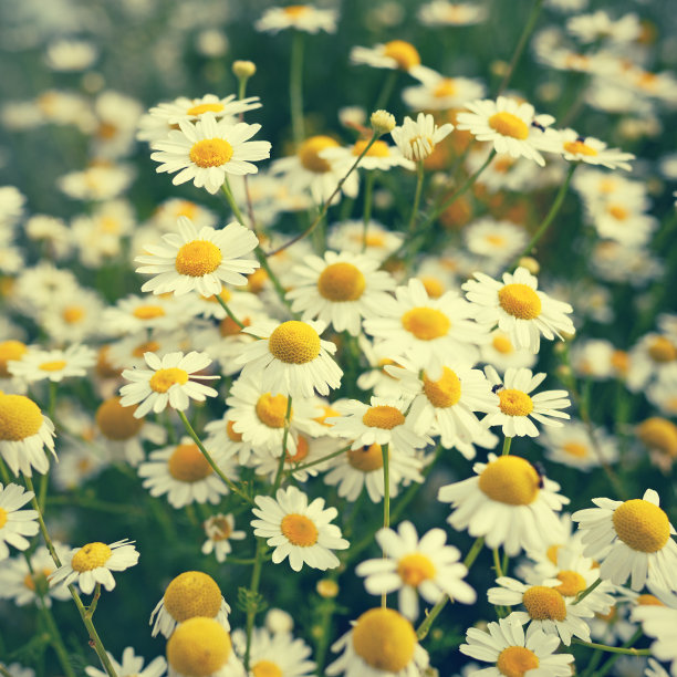 复古风格的洋甘菊花图片下载