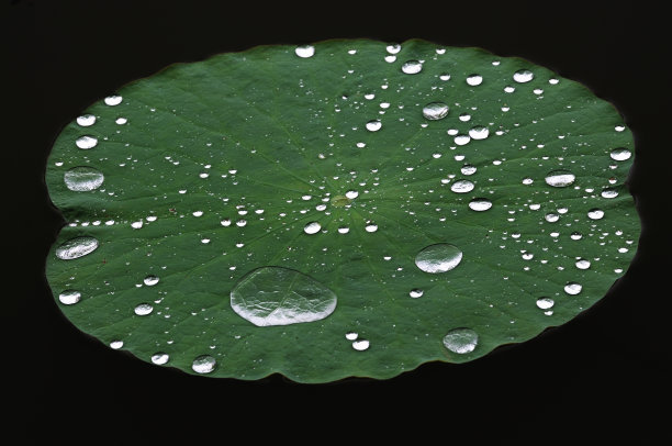 绿色的荷叶图片下载