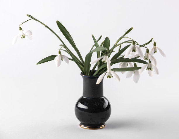 雪花莲图片下载