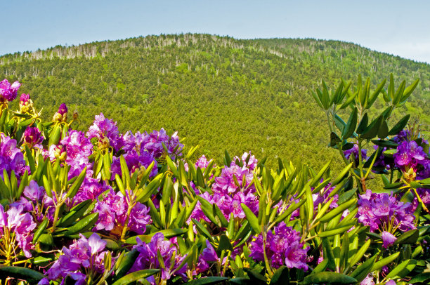 紫杜鹃花和山秃。图片下载