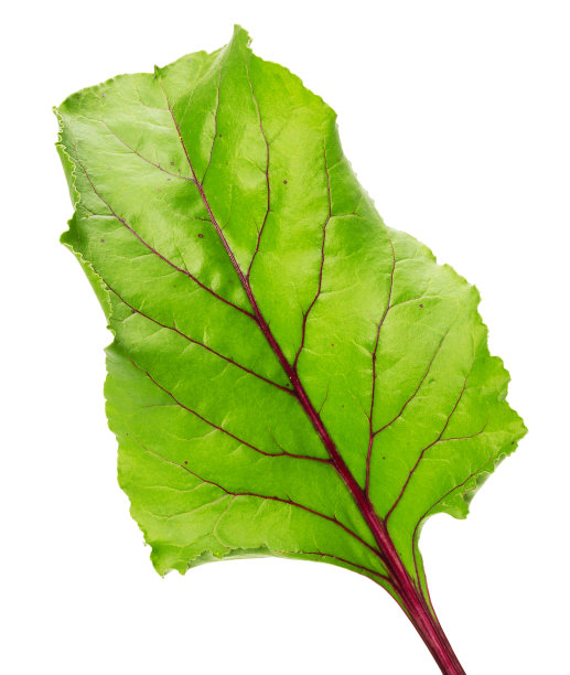 甜菜叶孤立在白色背景上图片下载