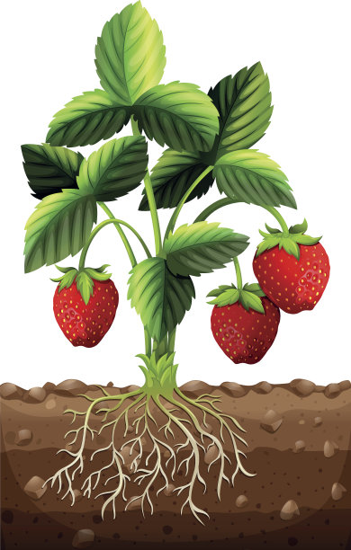 新鲜的草莓在树枝上图片下载