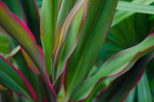 叶结构图片下载