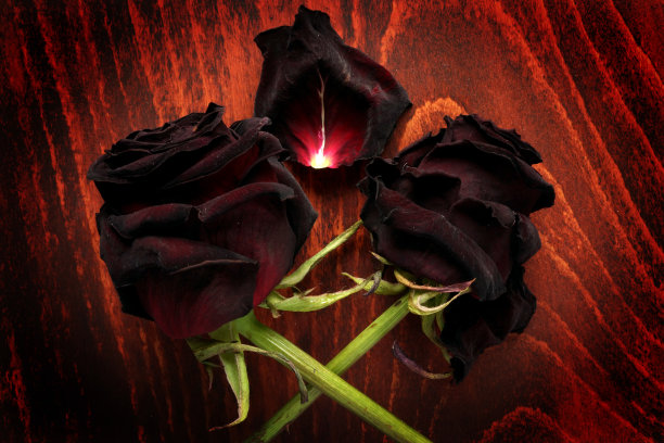 褪了色的玫瑰放在深色的桌子上。死亡的象征。图片下载