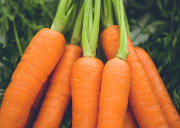 胡萝卜用绿色图片下载