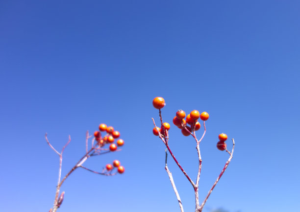 红色浆果图片下载