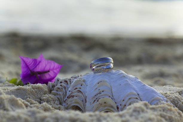 壳上的环图片下载