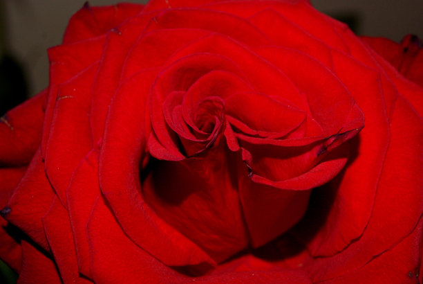 红玫瑰特写图片下载